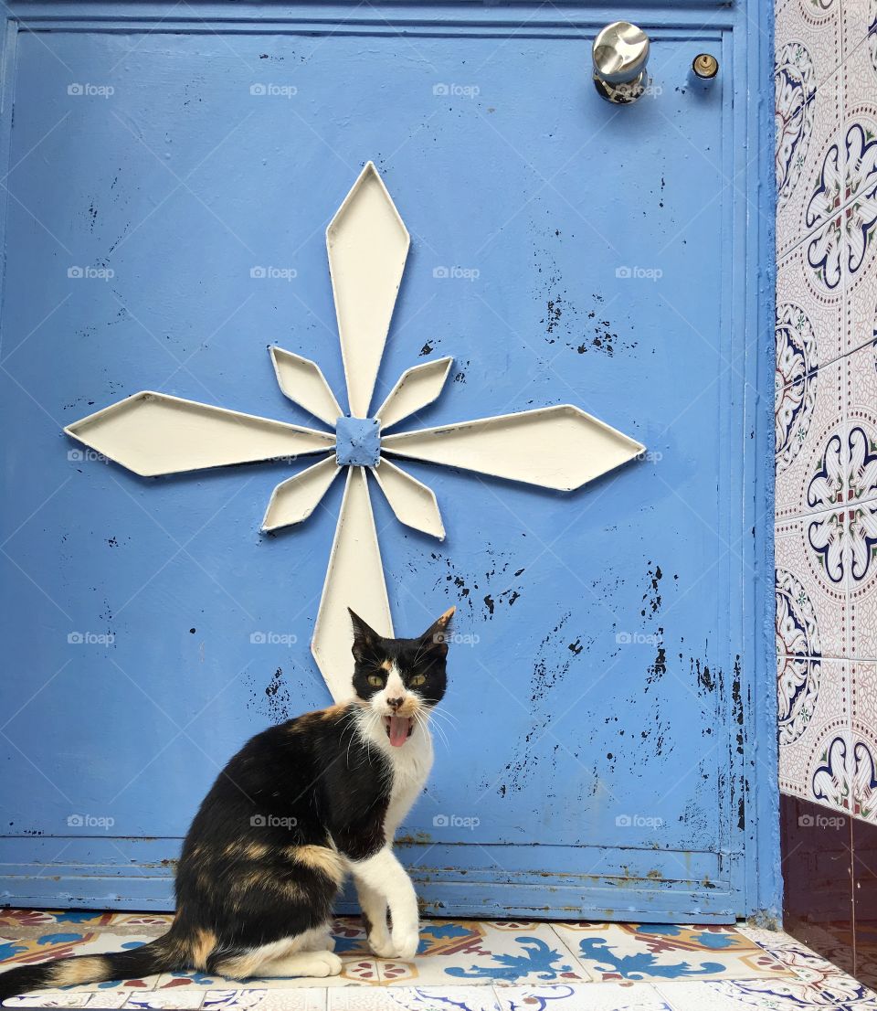 Cat, Door, No Person, Street, Portrait