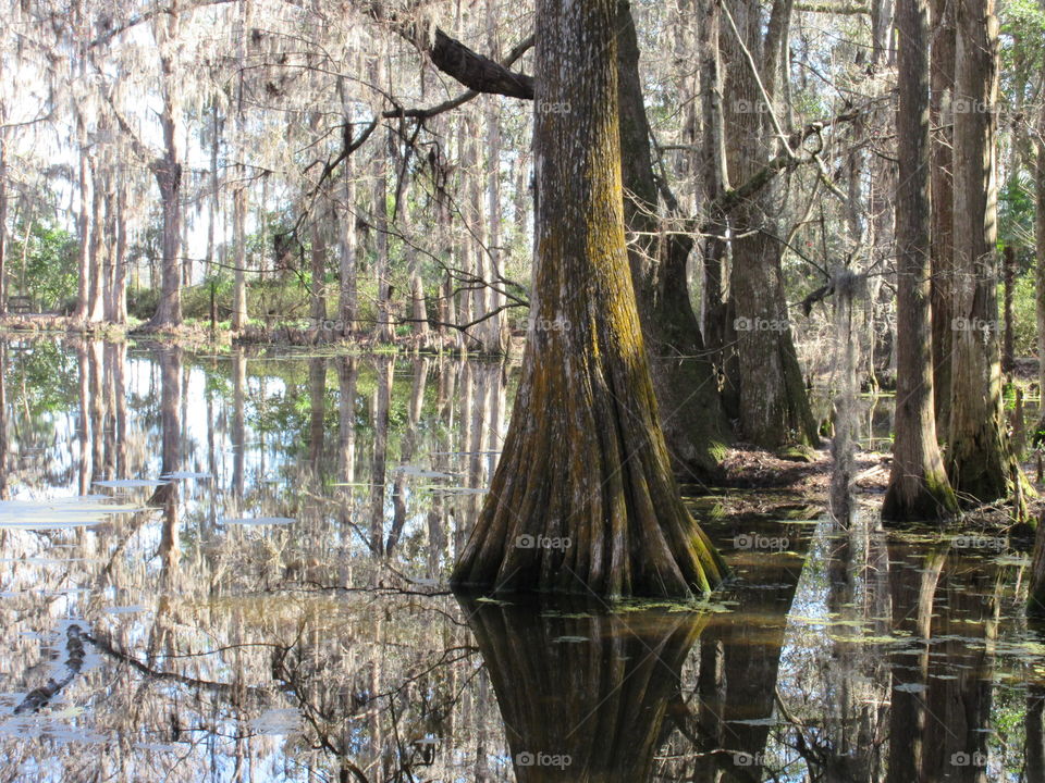 Swamp and trees