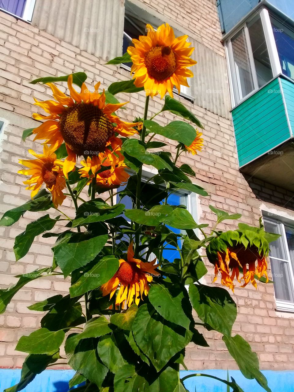 urban sunflower