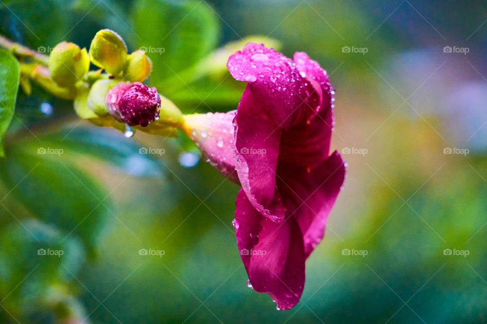 Floral photography  - allamanda