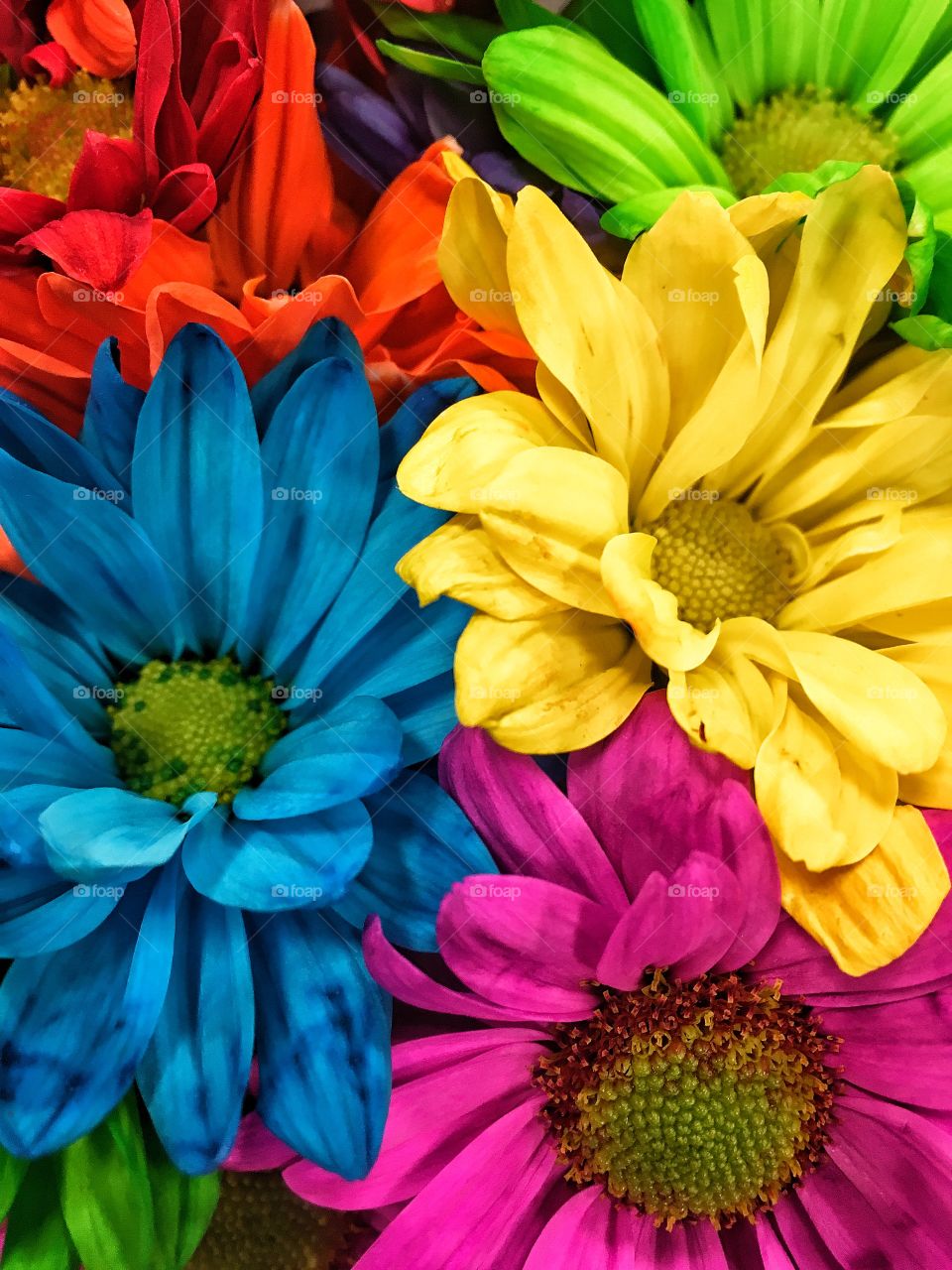 Colorful flowers 