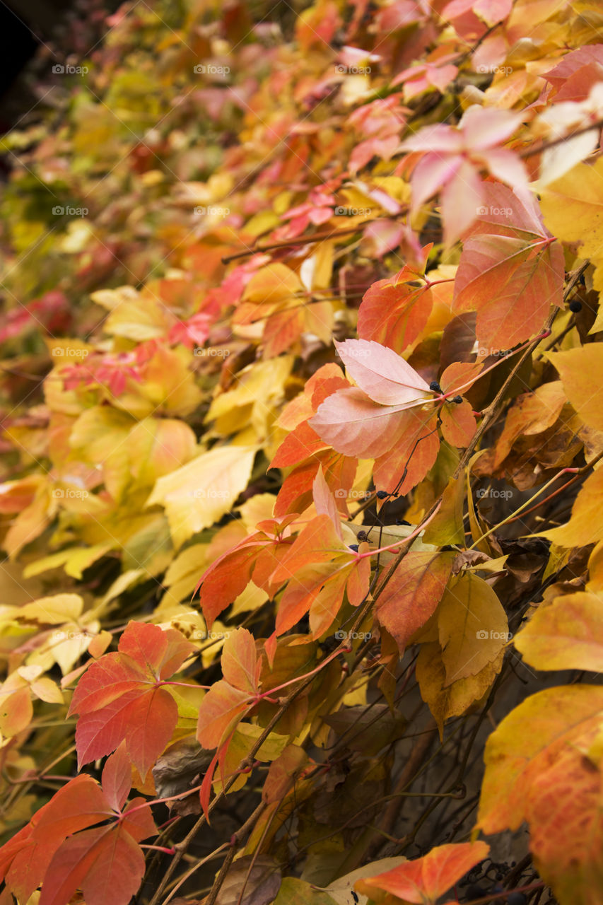 Autumn leaves