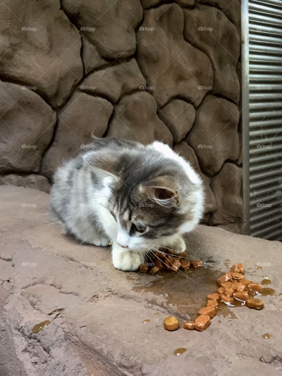 Cute kitten eats cat food outdoors 