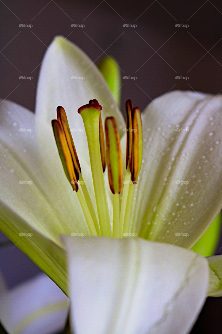 Beautiful white lilly! 