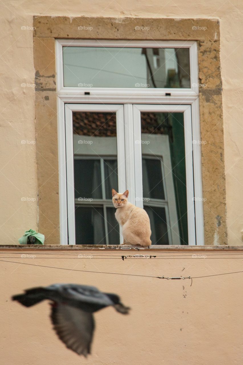 Cat and bird