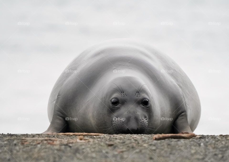 A very chubby elephant seal
