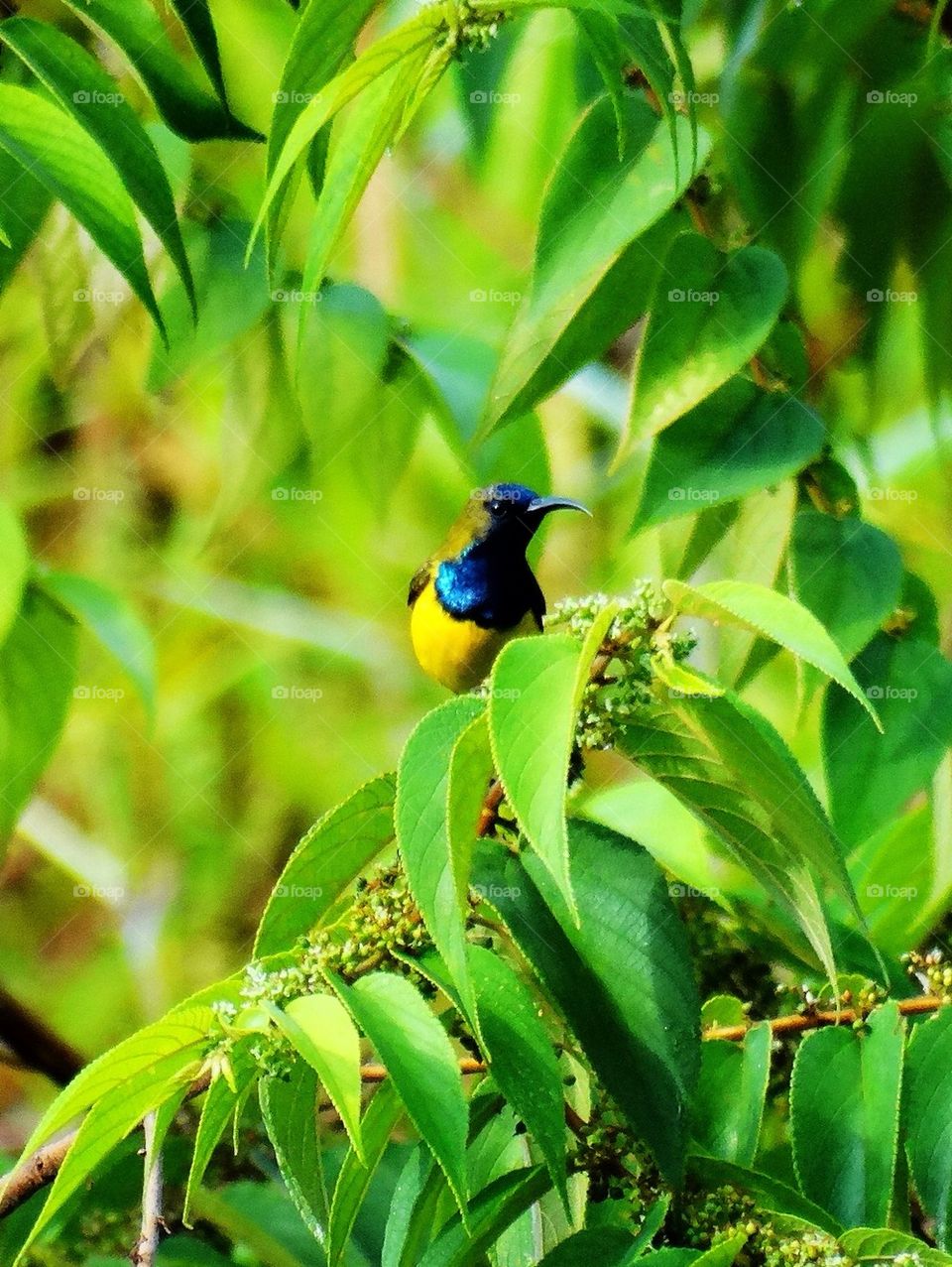 A sunbird