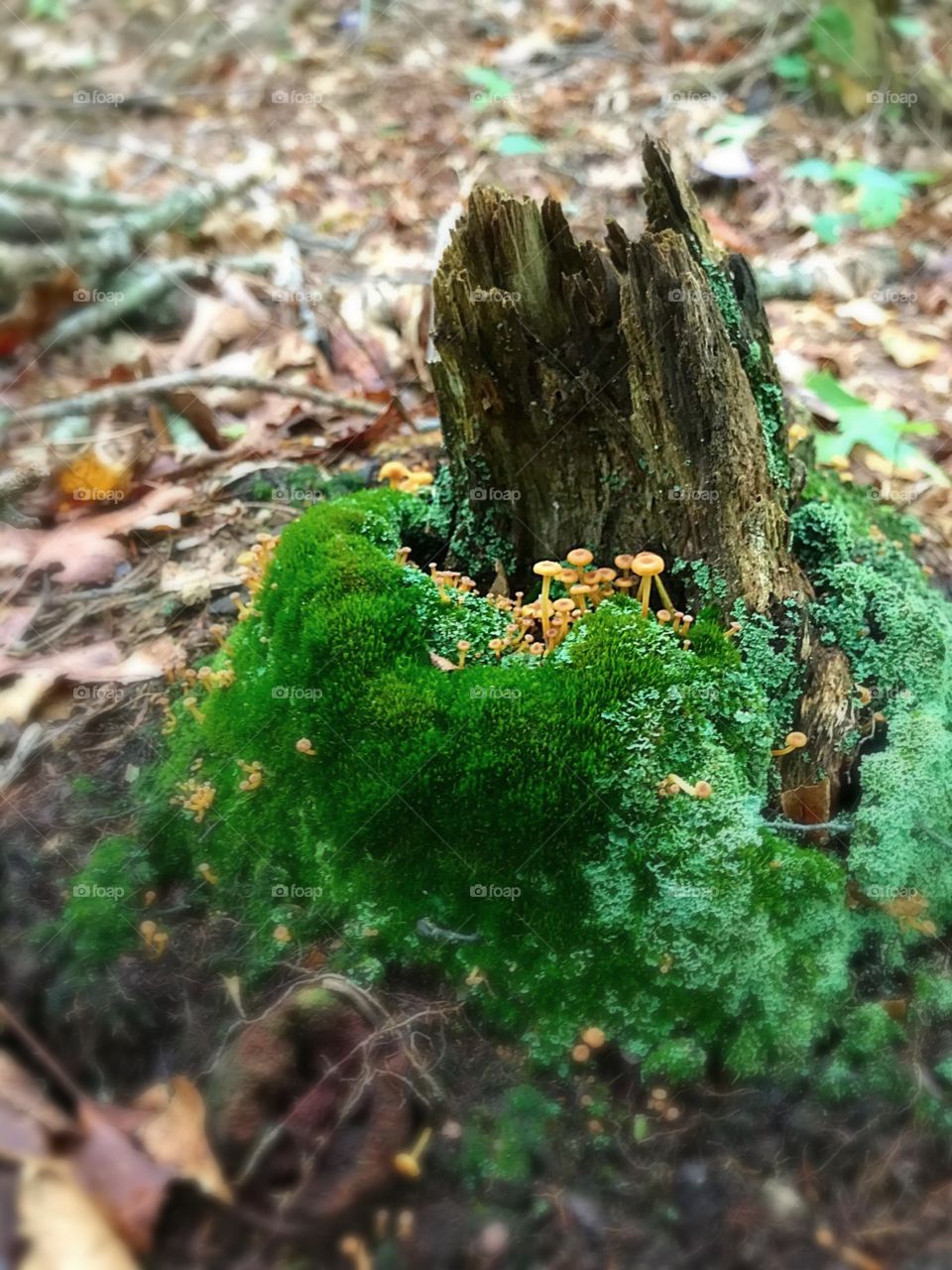 Moss and mushrooms 