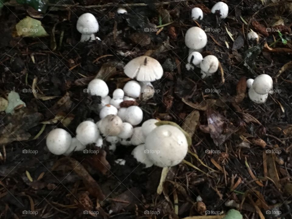 Mushrooms in cemetery 