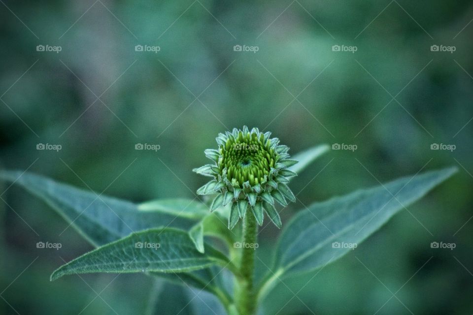 Isolated view of an echinacea plant or cone flower bud with leaves against a blurred, deep green background in summer