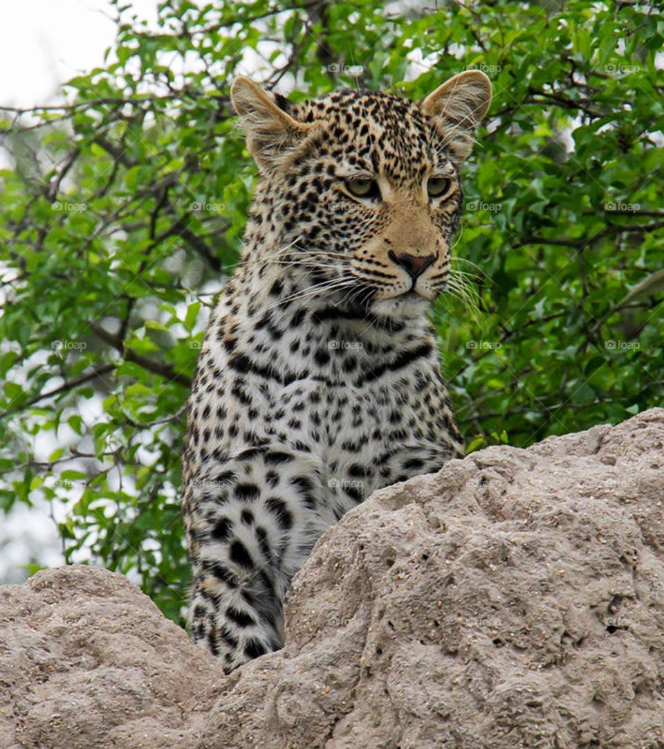 Sabi Sands,South Africa