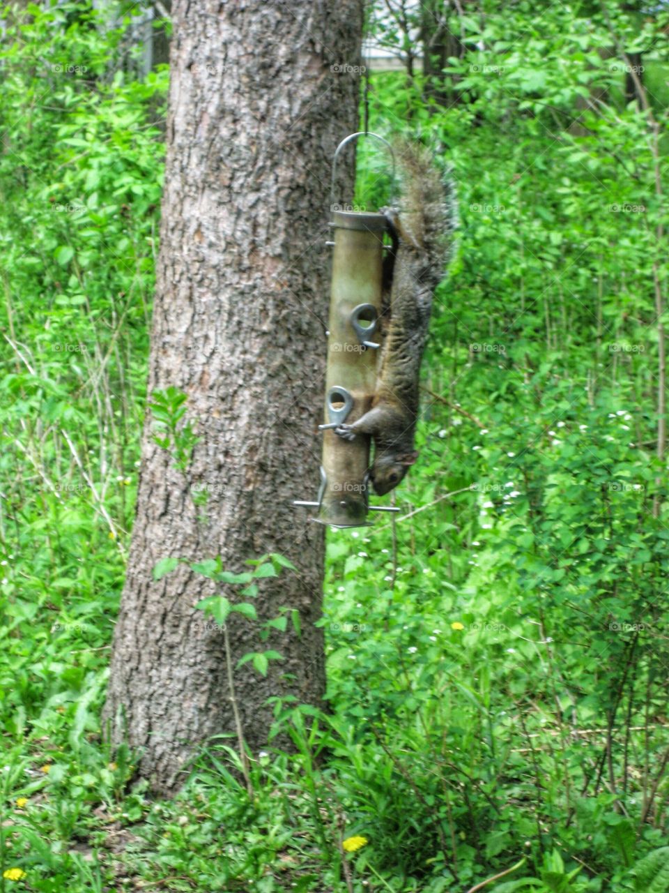 Nature Watching. Squirrel Descending 