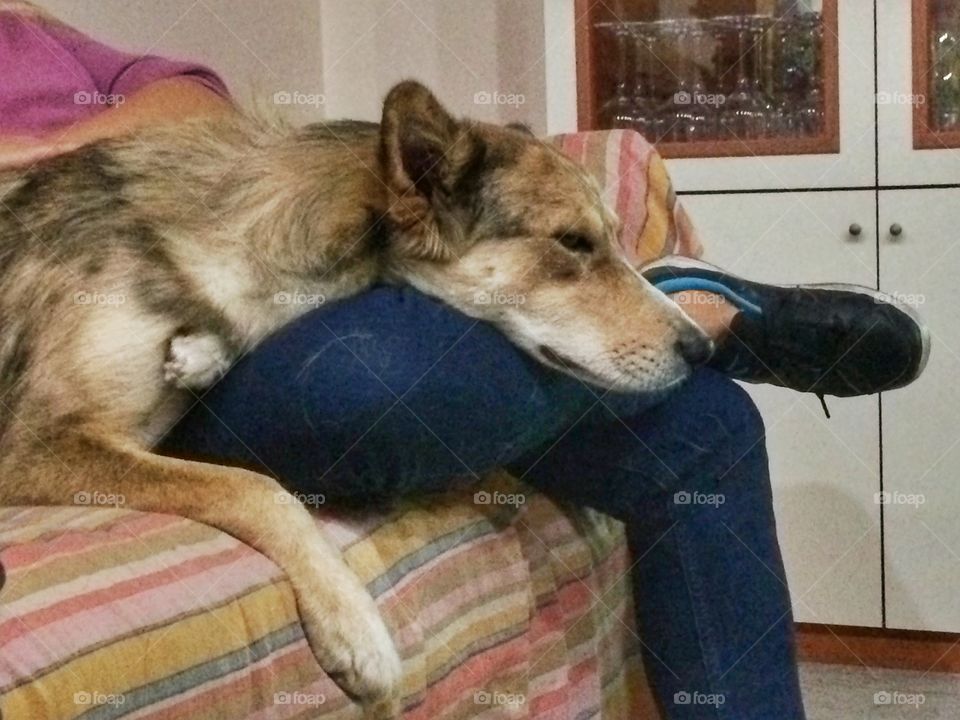 Czechoslovakian sheperd sleeping on the master's legs