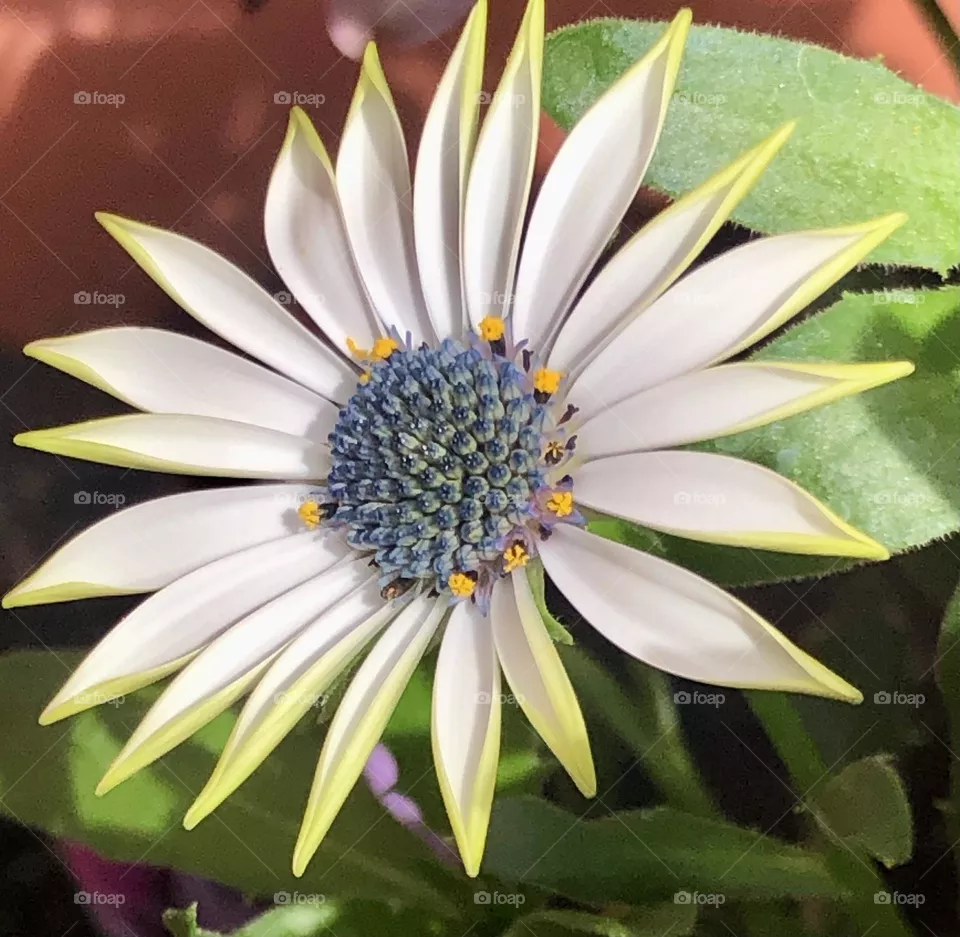 Fiore 
