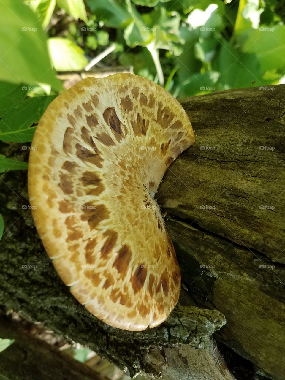 Taking a walk in the woods