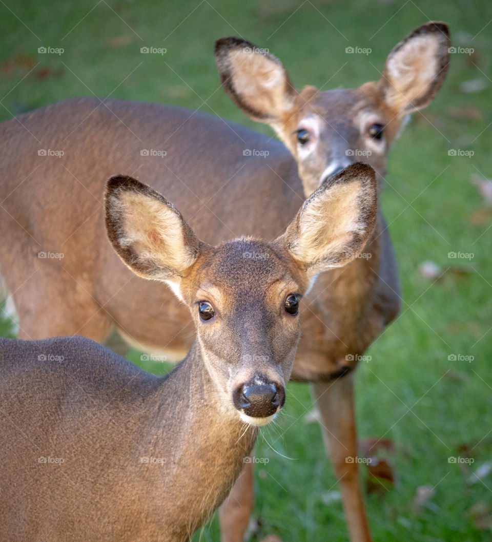 Seeing Double - Two deer gaze into the camera