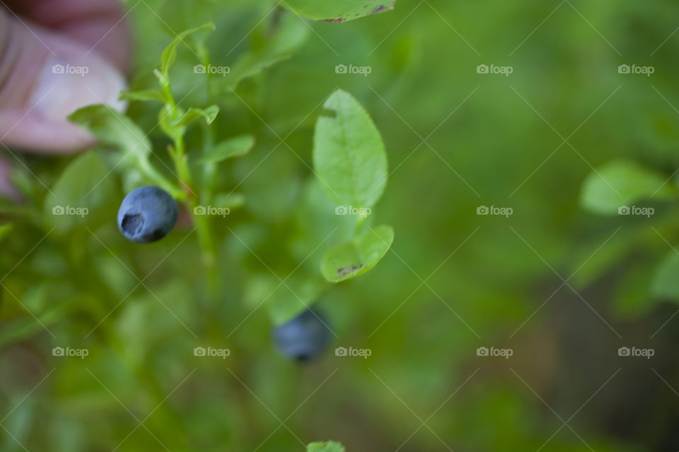 Close-up of hand holding blueberry