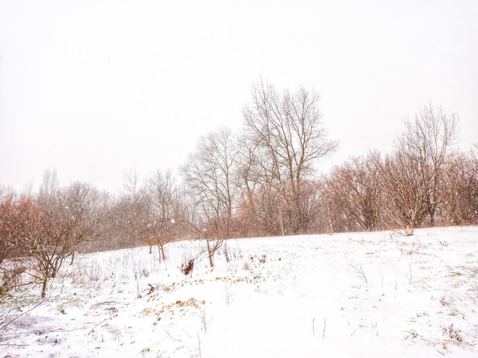 Snowfall. Forest in winter.