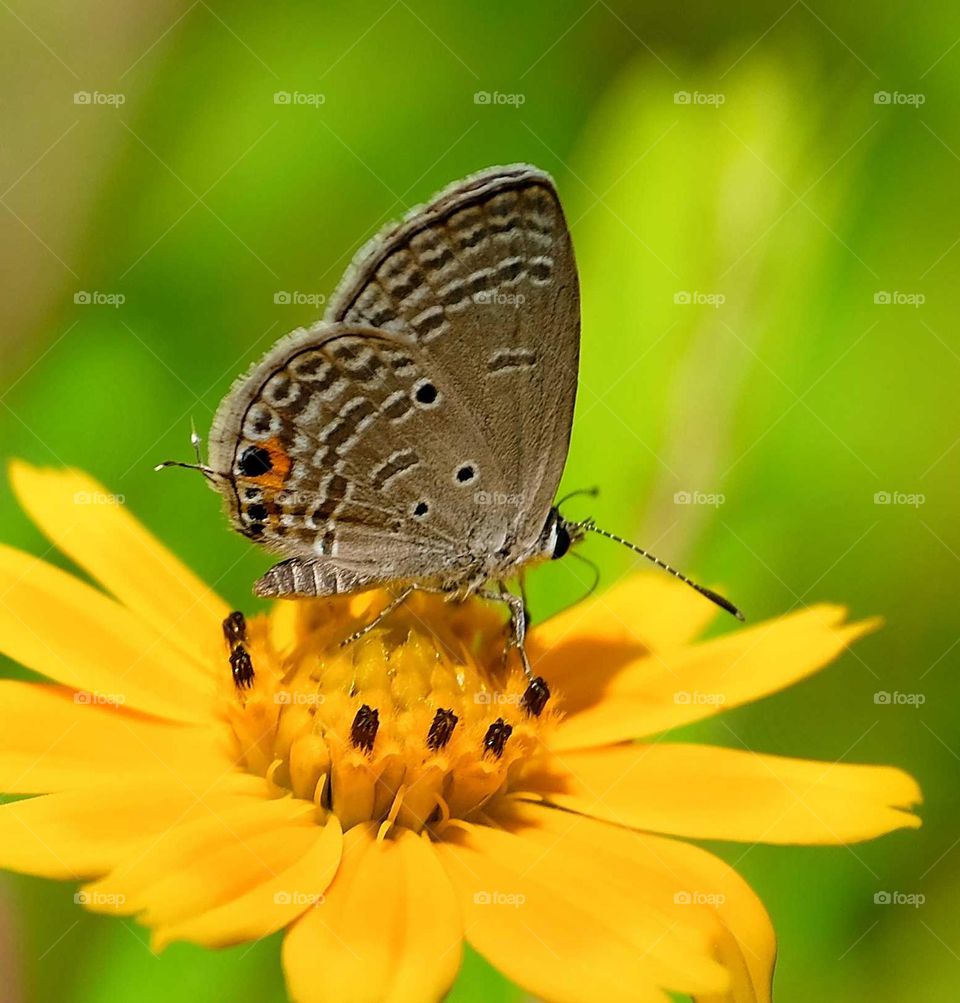 butterfly in the flowers