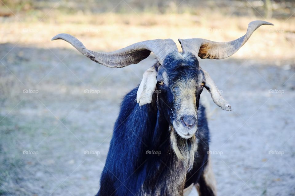 Billy Goat