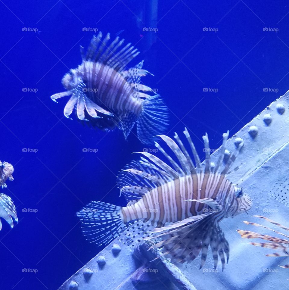 tiger fish in an aquarium