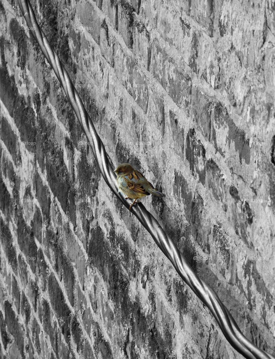 sparrow on the wall of the castle