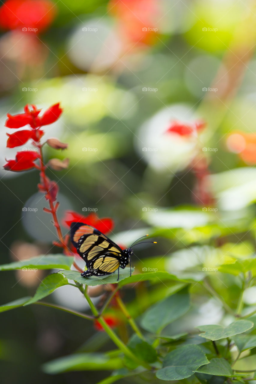A butterfly on flower.