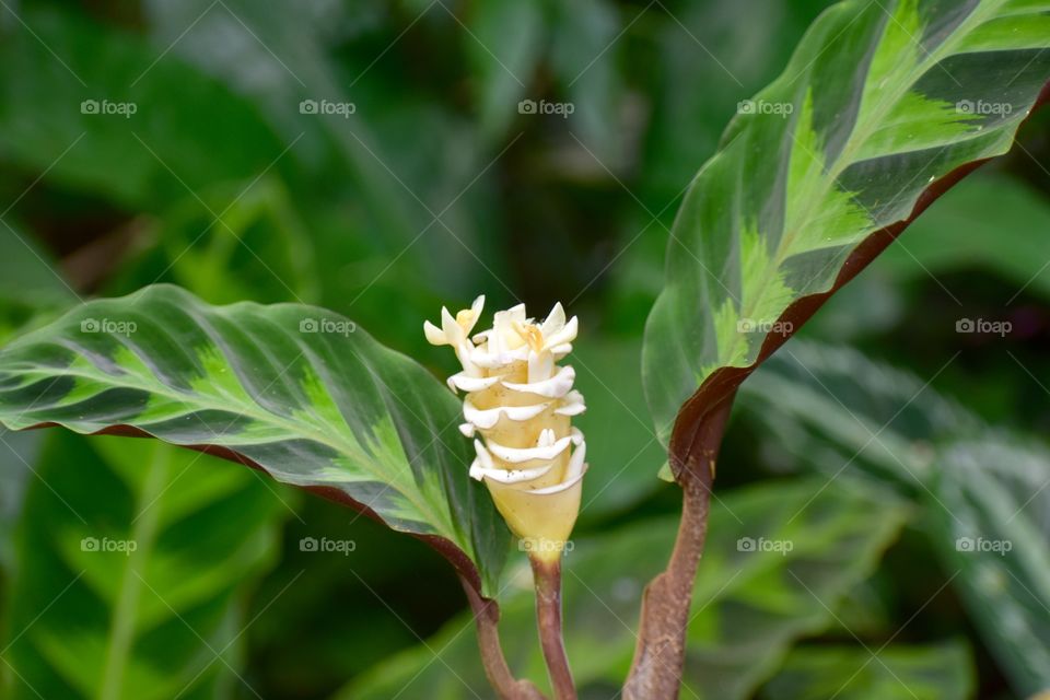 Calathea warscewiczii plant