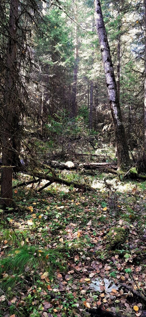 сибирская осенняя тайга