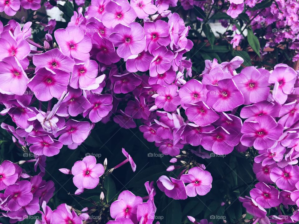 Closeup of violet flowers