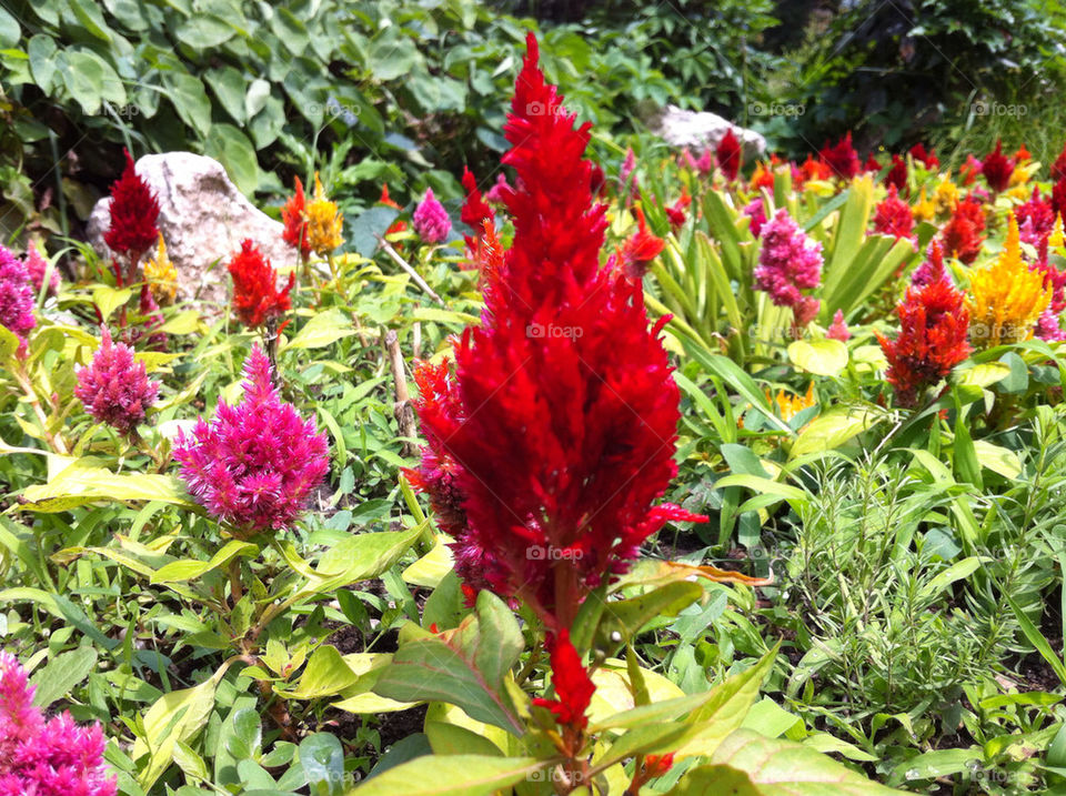 Beautiful flower in garden