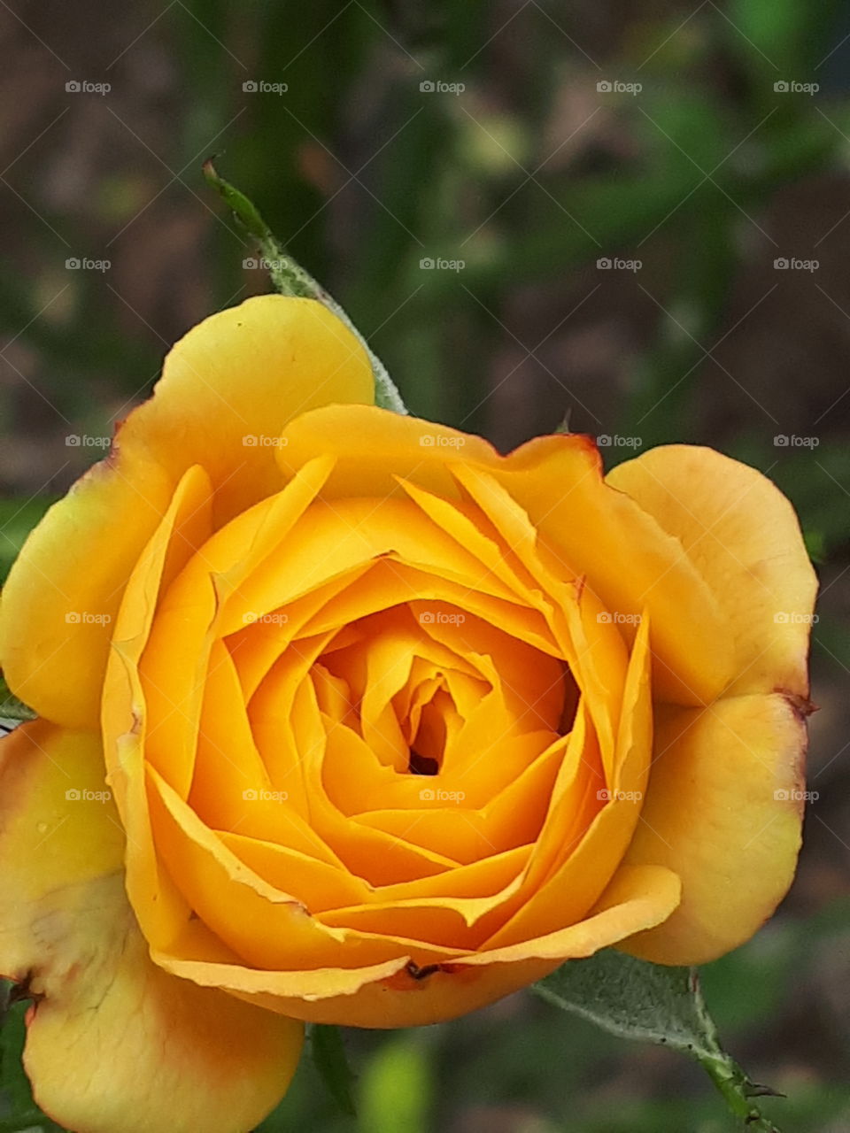 Flower, No Person, Rose, Nature, Leaf