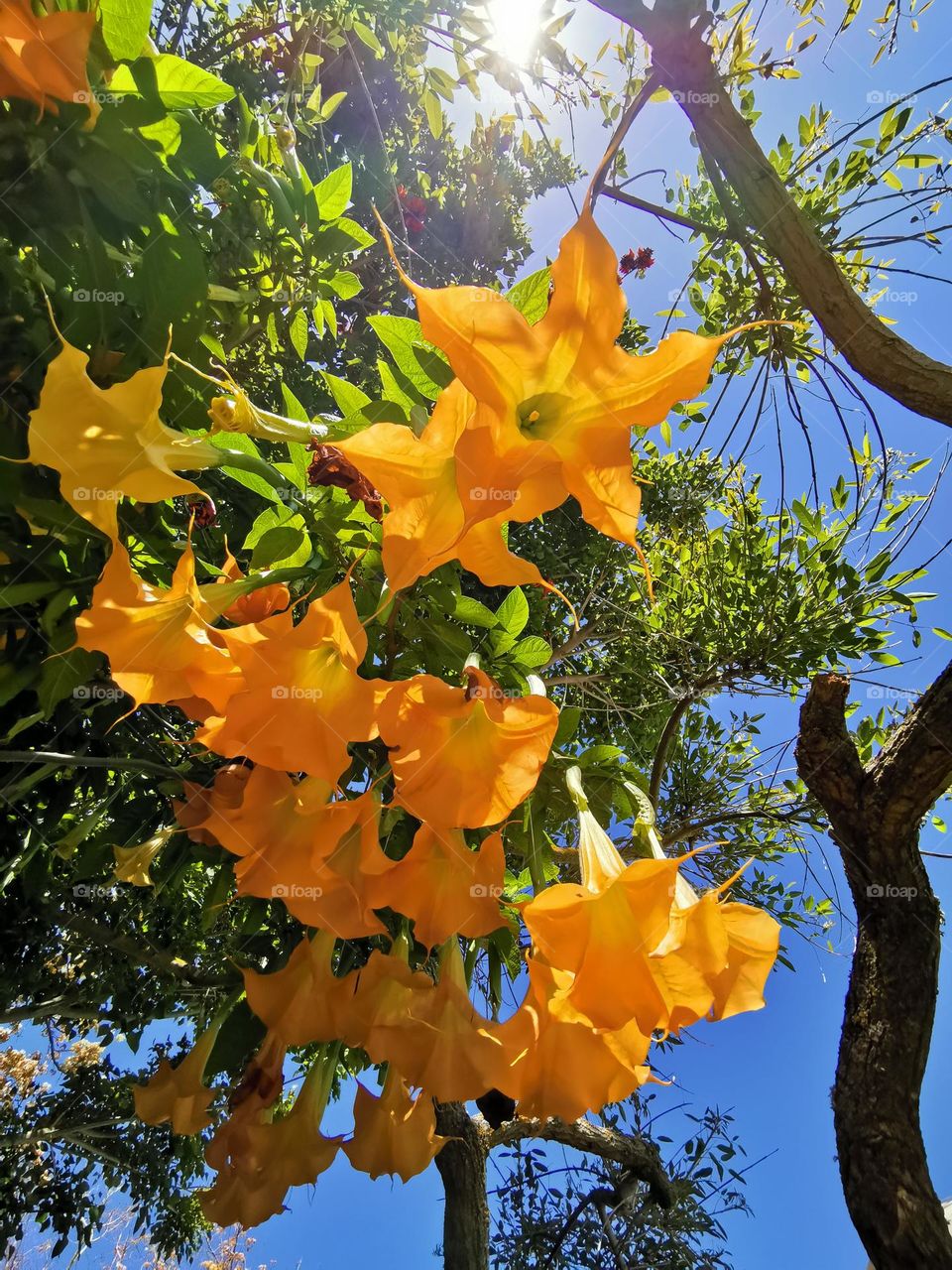 Datura - beautiful exotic plant with big yellow flowers.