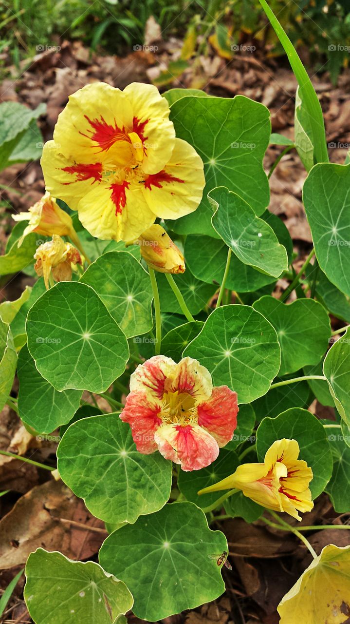 Nasturtium. In my garden