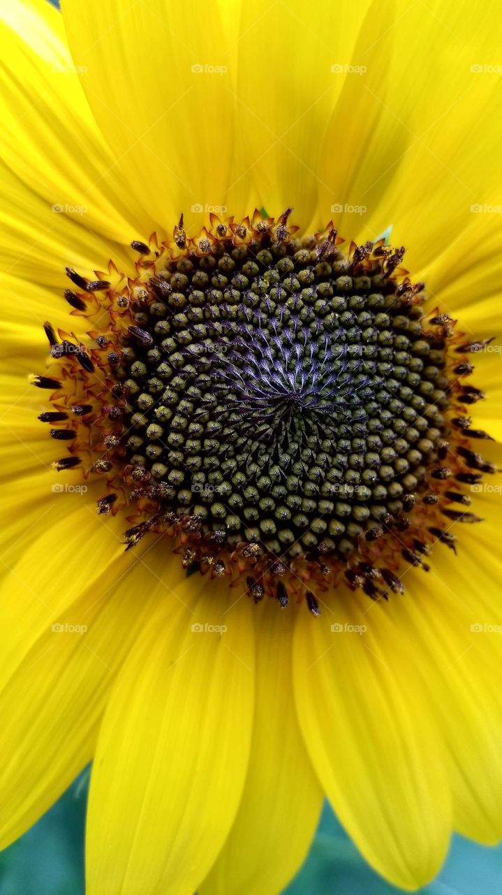 Sunflower