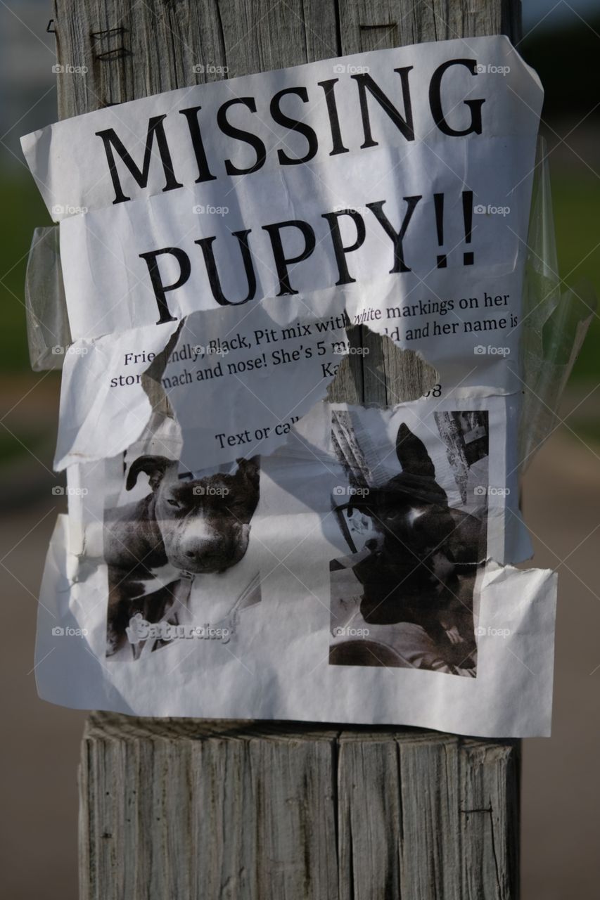 Posting for missing pets, expired