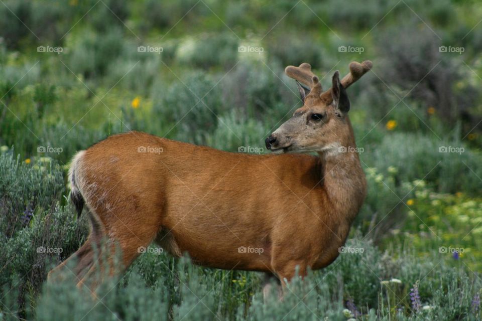 Elk deer