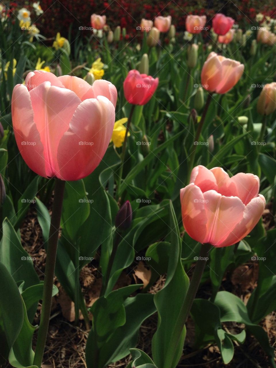 Tulips