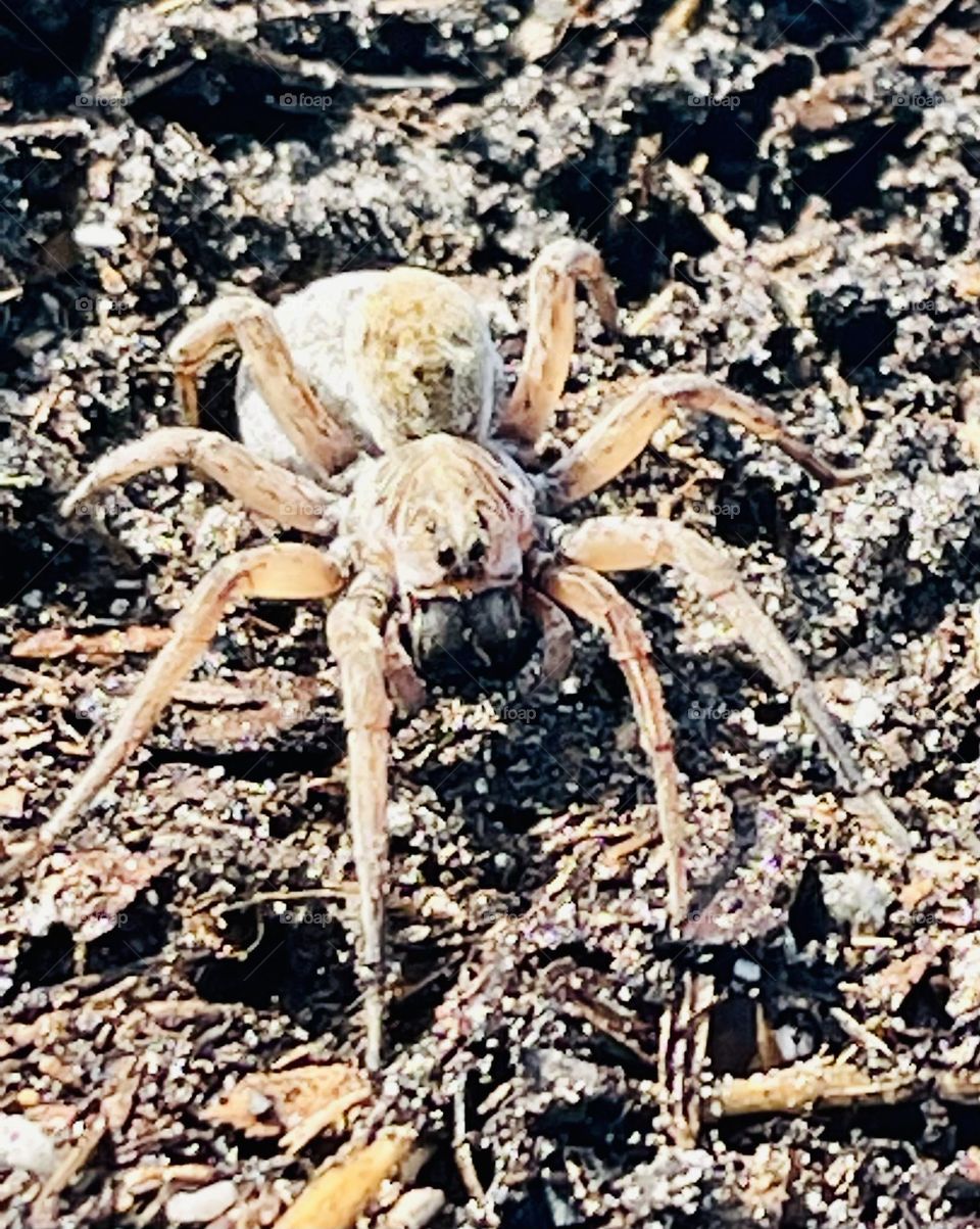 Large fanged Wolf Spider crawling in Garden. 