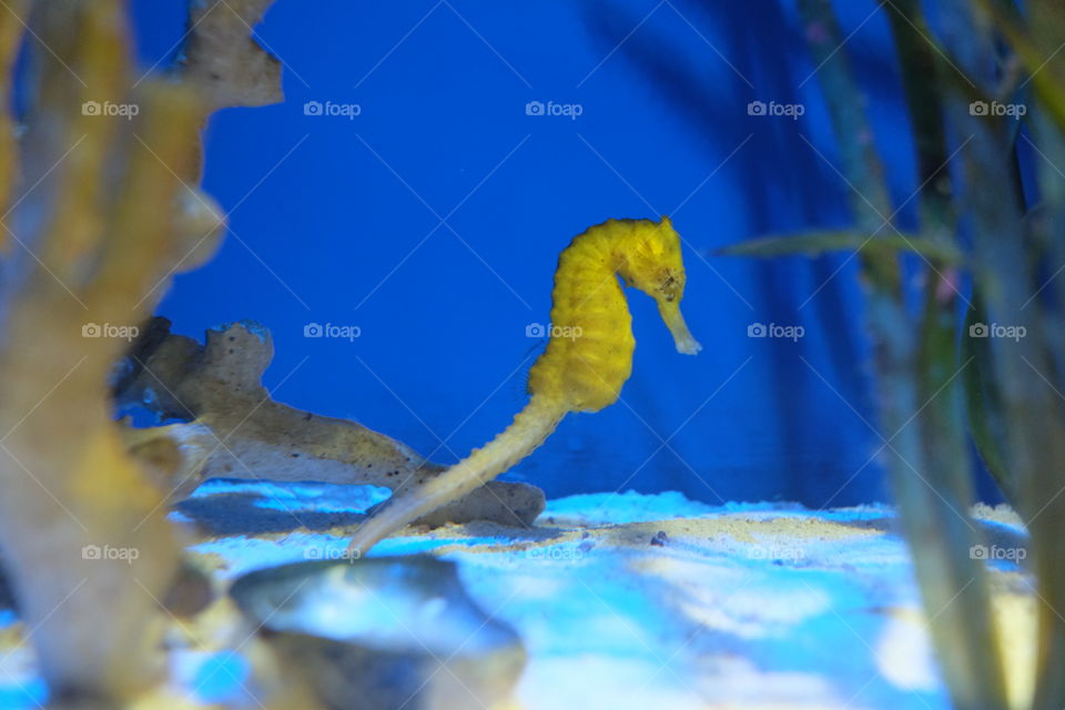 Seahorse