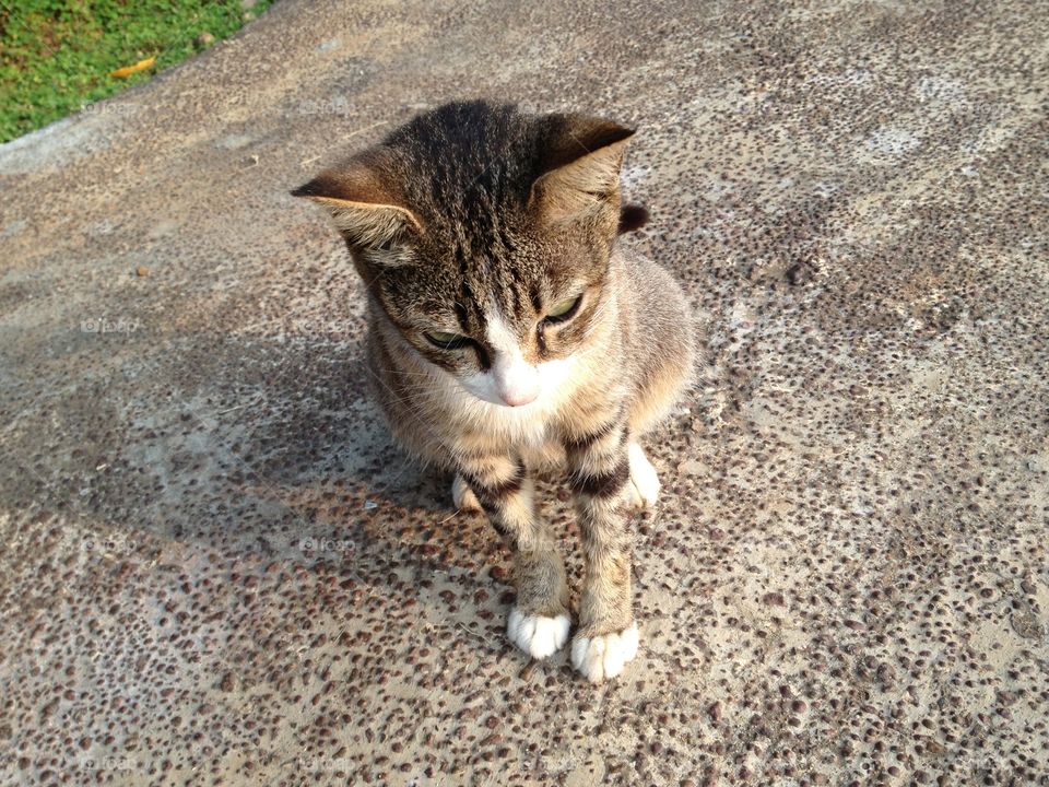 Pretty cat on the street. The pretty cat is walking down the street. When I try to take a picture it seem very shy. So CUTE!
