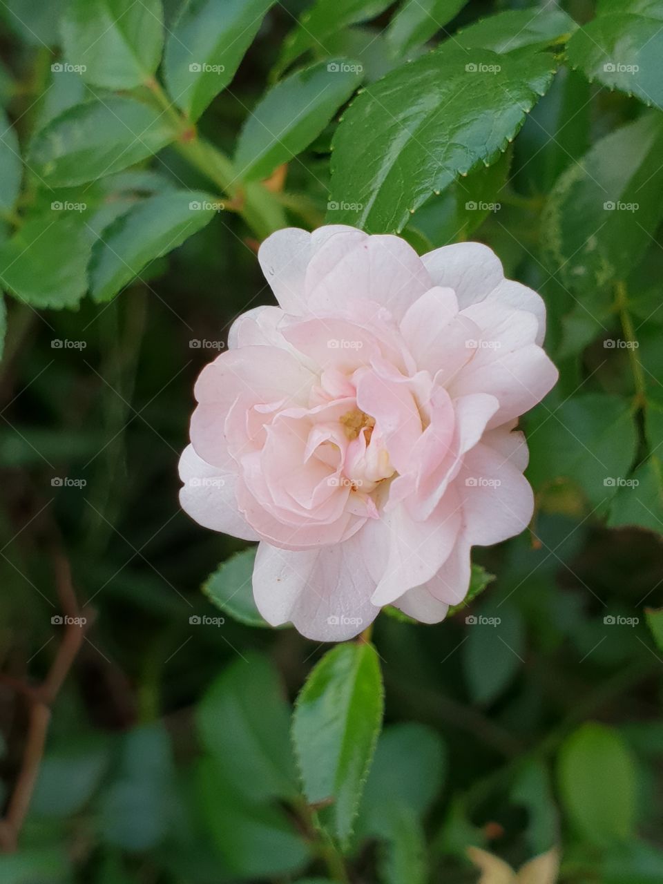 Pink rose