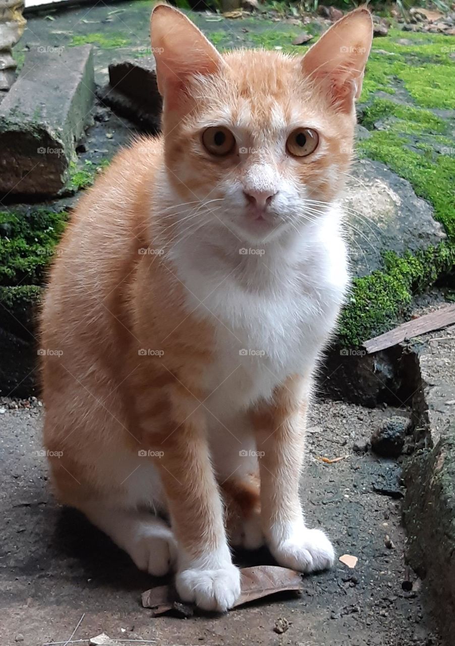 The cute street cat sitting on the ground