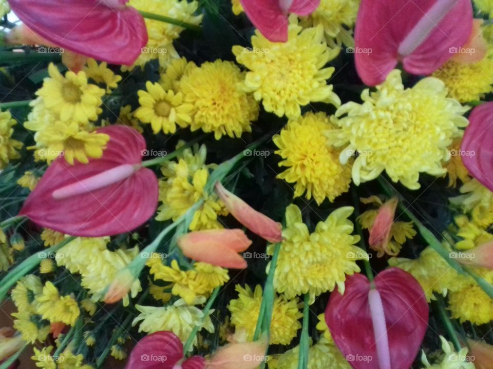 yellow
flower
nature
arrangement