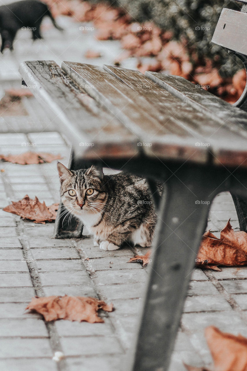 Found this cutie staring at me under the bench.