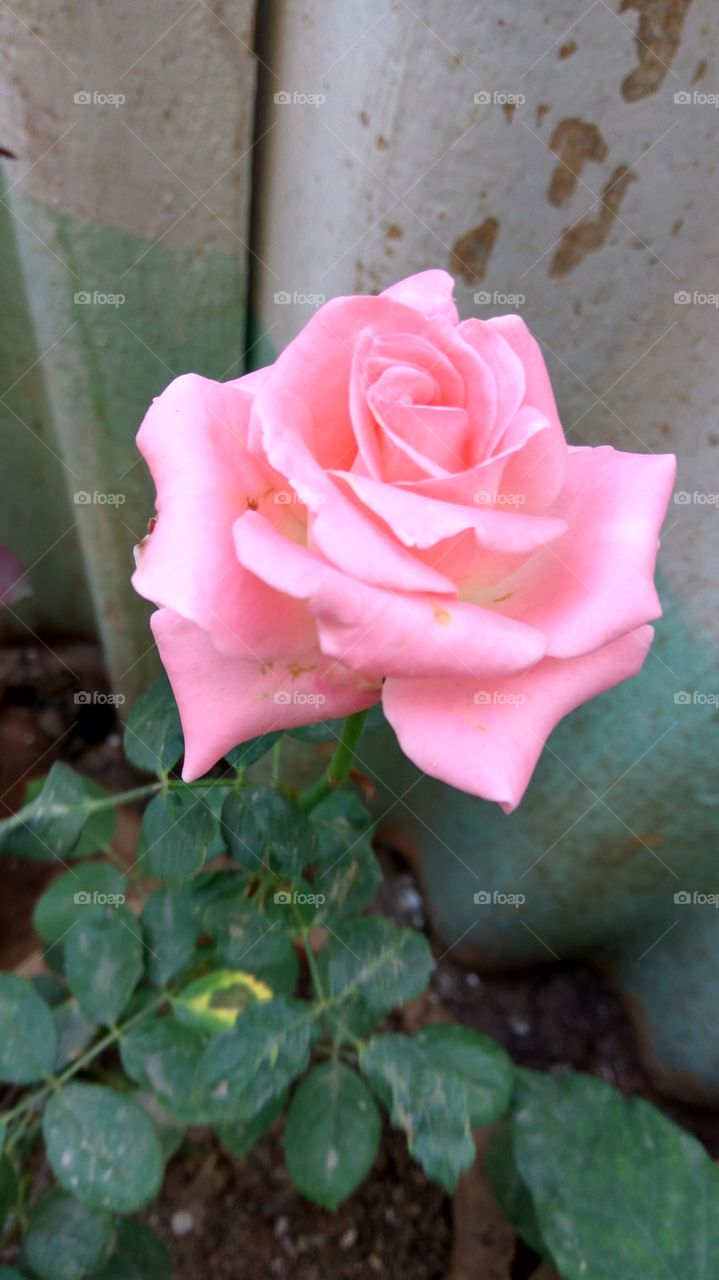 pink rose plant on the earth