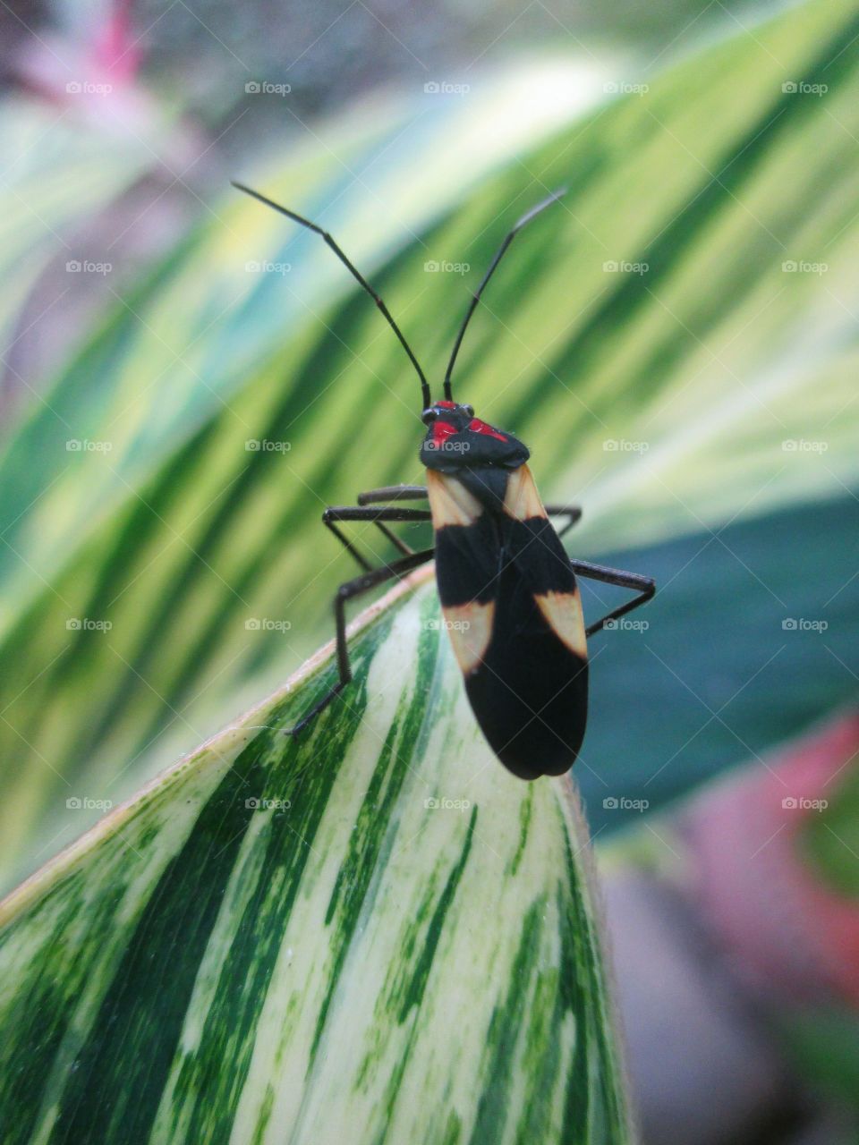 Lygaeidae bug