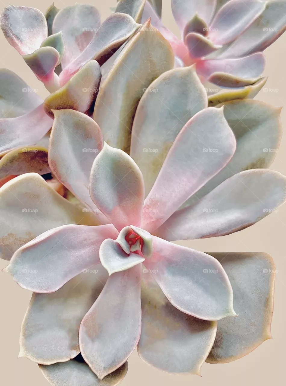 Natural backgrounds, pink succulent
