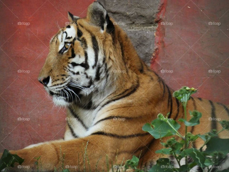 tiger portrait