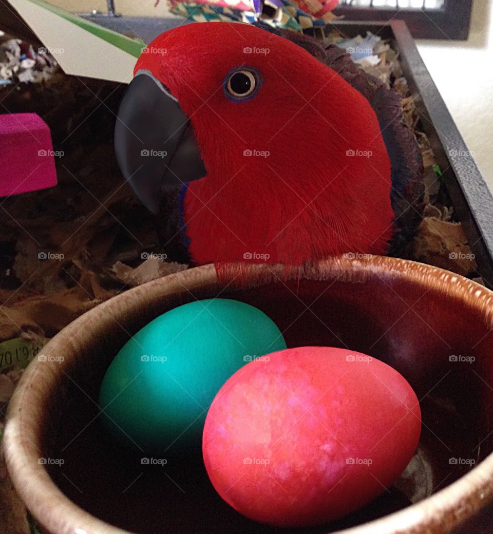 Sadie the Easter Parrot watching her colorful Easter eggs.